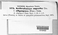 Arthrobotrys superba image